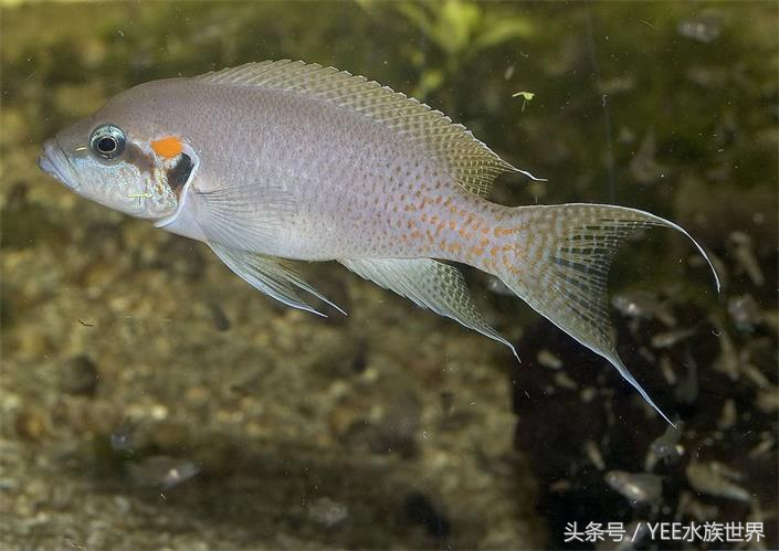 来自非洲三湖的小精灵,各有自己的小秉性