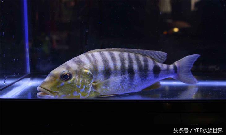 来自非洲三湖的小精灵,各有自己的小秉性