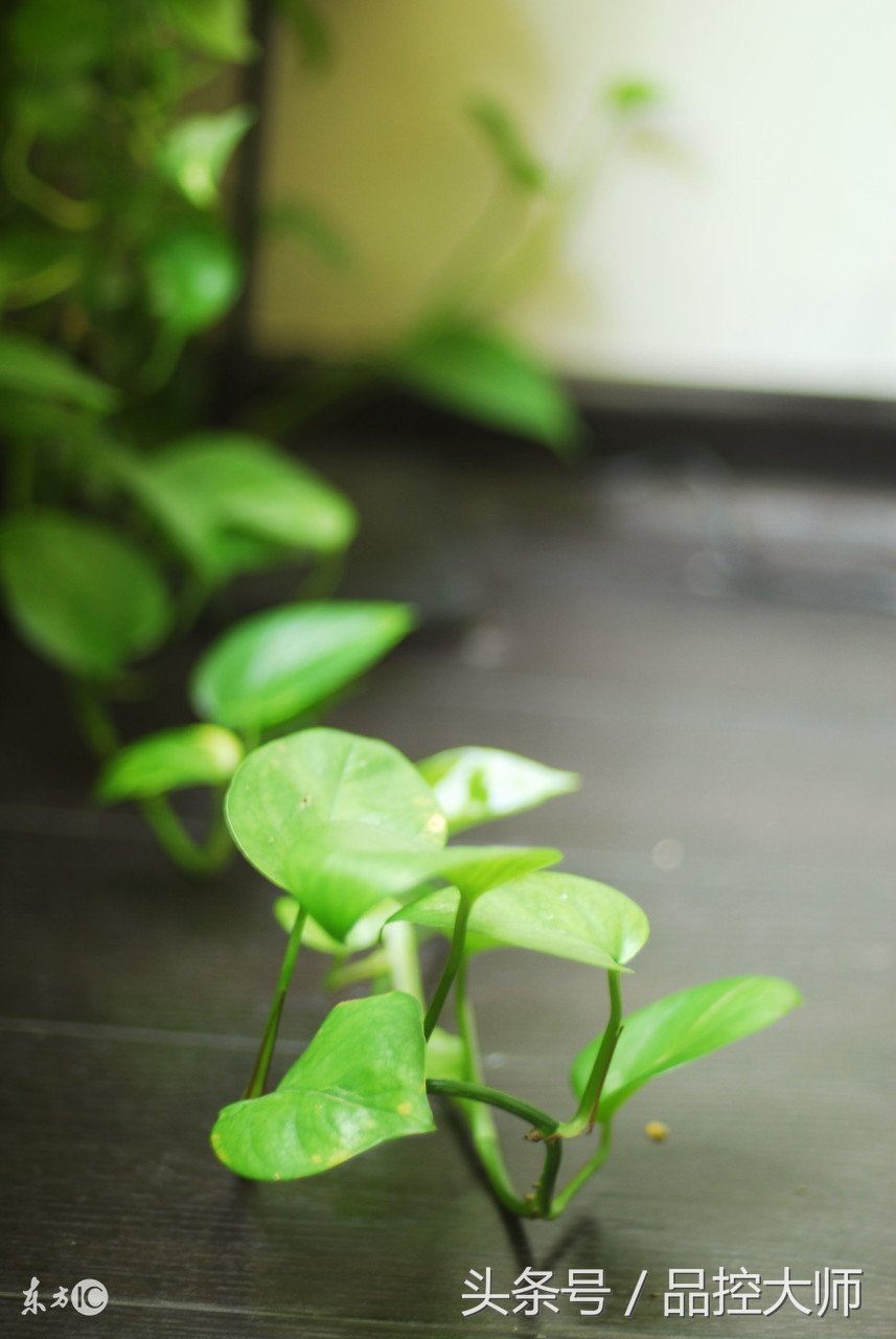 车内净化产品哪家强？绿萝VS炭包结果如何