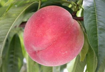 桃子功效与作用及禁忌,桃子的吃法大全和做法