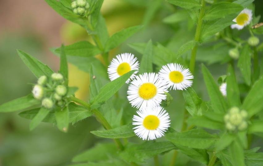 农村常见300种野草图片,农村常见100种野草图片及名称