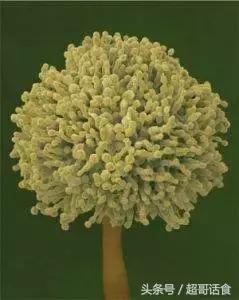 乳酸菌可以消灭黄曲霉,乳酸菌能降解黄曲霉毒素的毒性吗