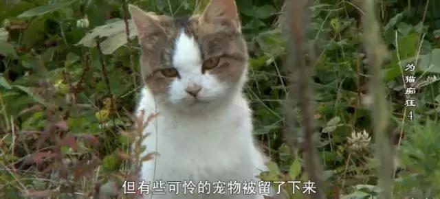 吸猫电影完整版免费,吸猫满足哪些需要