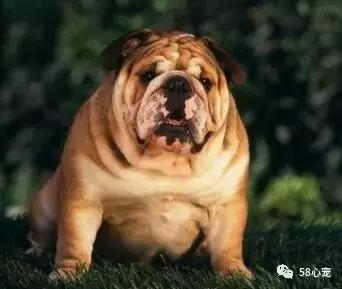 一梦谈狗：英牛那么丑，价格又贵，为什么还有那么多人养？