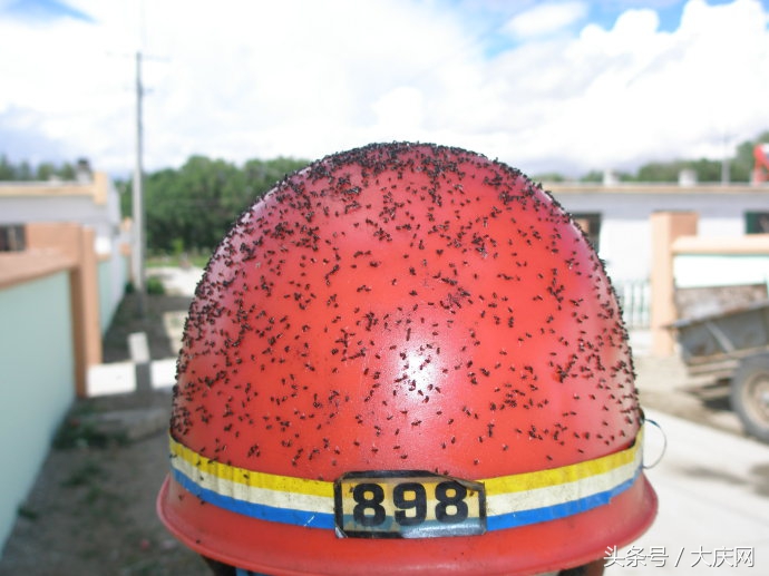 小咬虫对身体有害吗,小咬会对人体感染病毒吗