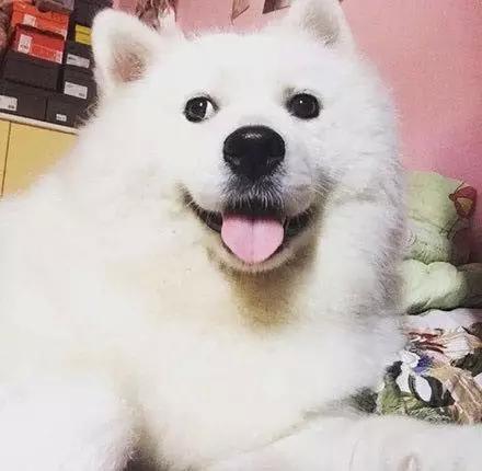 判断狗粮好坏的一些误区,选择狗粮最正确的参照表