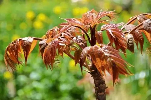 凯里人吃菜,凯里的野菜大全