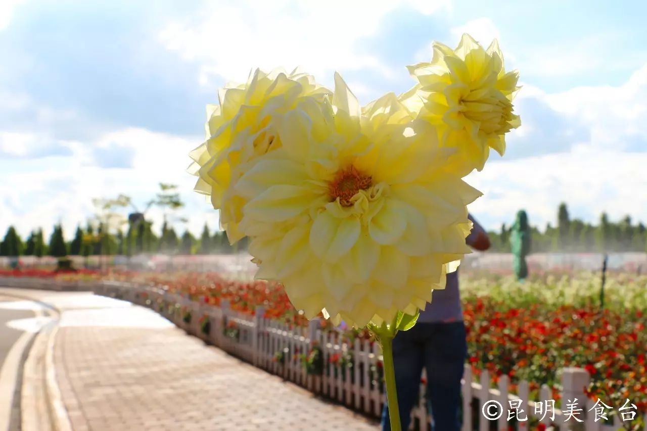 昆明捞鱼河公园万株野花如期绽放，国庆节踩烂2张共享单车也得去