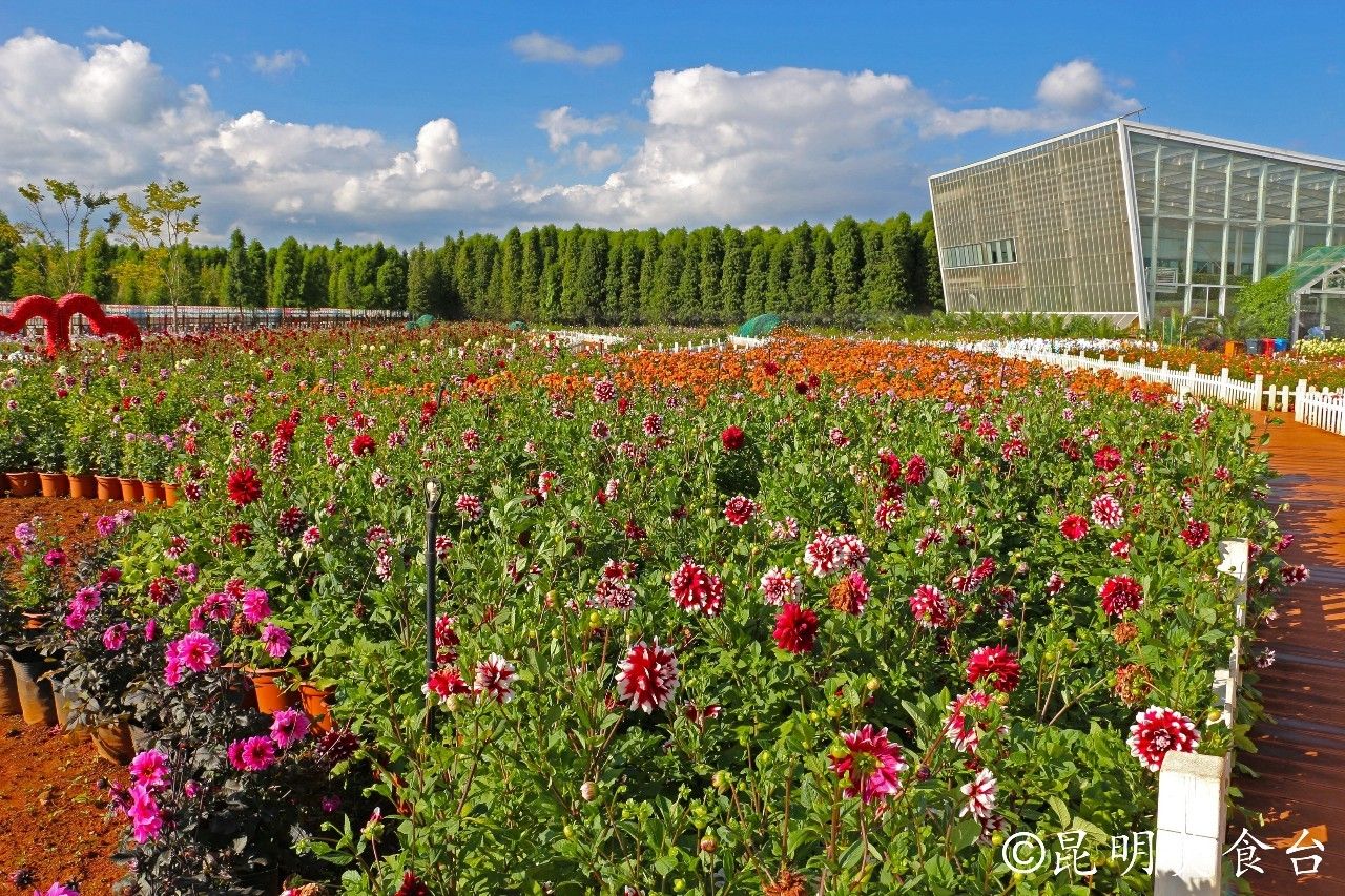 昆明捞鱼河公园万株野花如期绽放，国庆节踩烂2张共享单车也得去