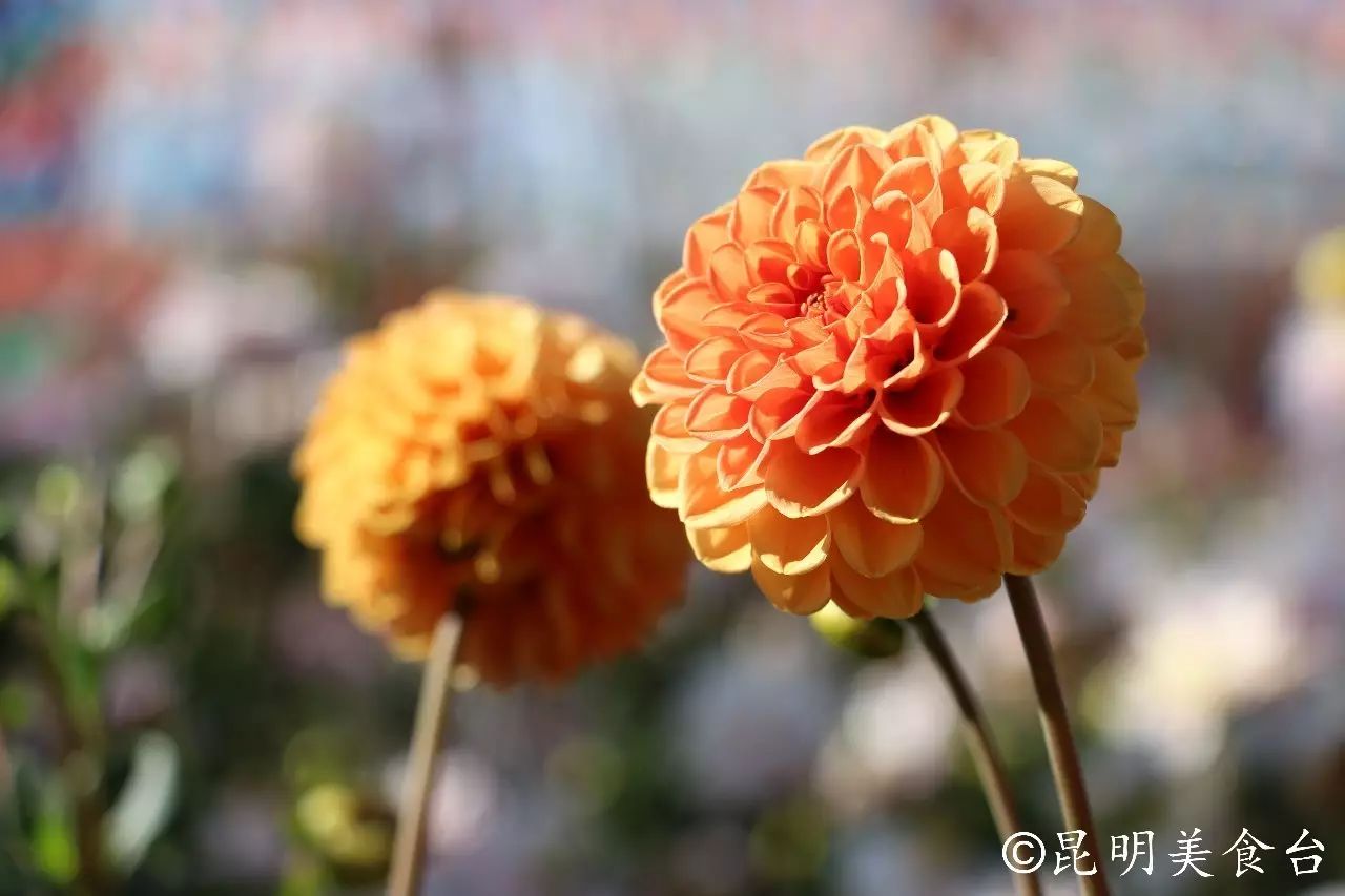 昆明捞鱼河公园万株野花如期绽放，国庆节踩烂2张共享单车也得去