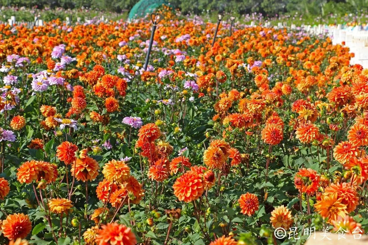 昆明捞鱼河公园万株野花如期绽放，国庆节踩烂2张共享单车也得去