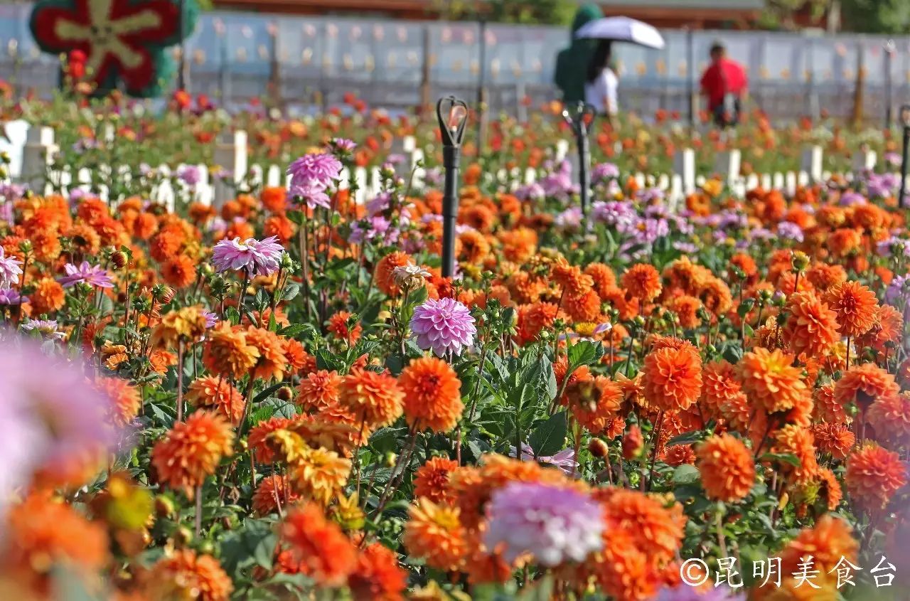 昆明捞鱼河公园万株野花如期绽放，国庆节踩烂2张共享单车也得去