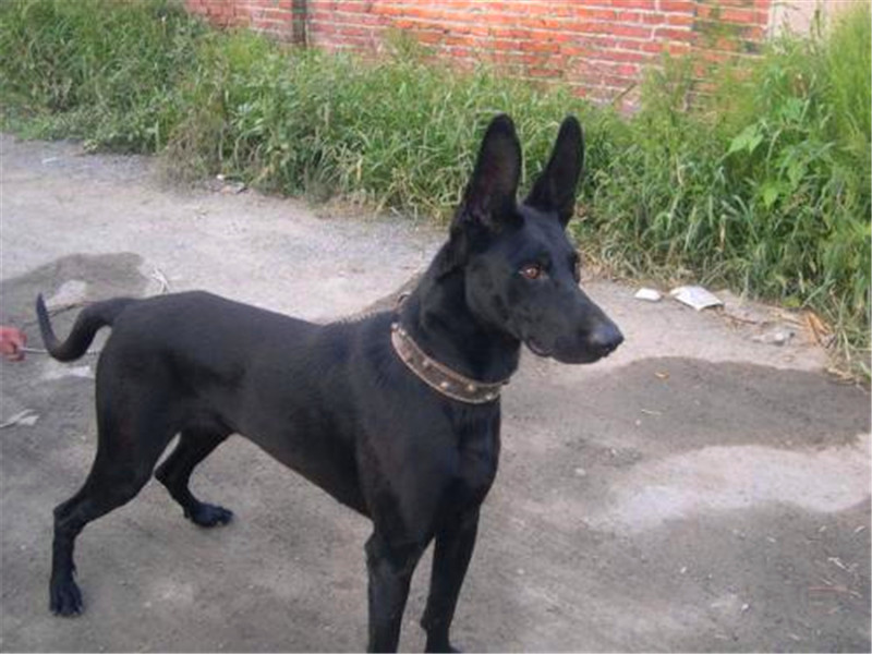 黑狼犬霸气照片,纯血统的中华田园犬长相