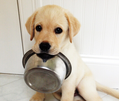 狗狗关节炎怎么快速解决,狗狗关节炎最有效方法