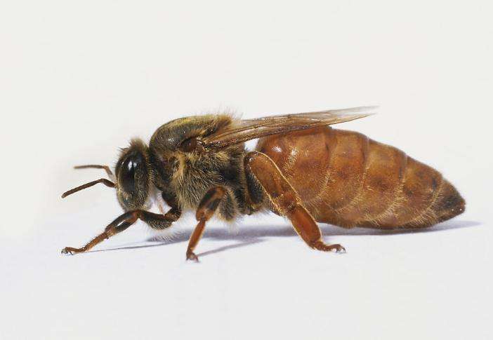 能活1000年的水熊虫,能活1000多年的水熊虫