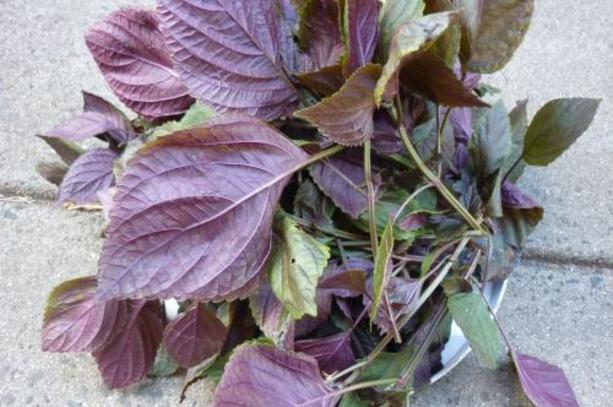 孕妇能吃紫苏加红糖煮鸡蛋吗,紫苏孕妇吃有什么好处和功效