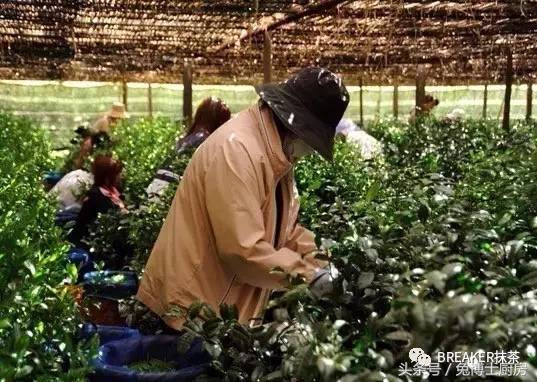 青昔抹茶和宇治抹茶的区别,宇治抹茶是用什么茶做的