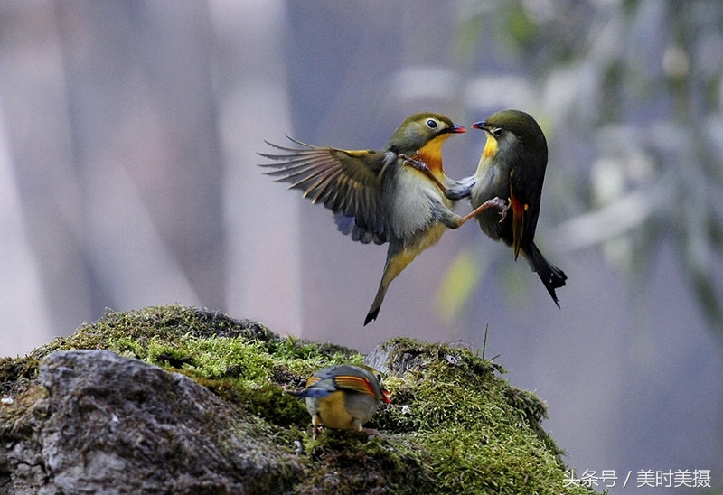 稀奇，这位农民竟懂鸟语？一分钟教你听懂画眉鸟在说什么