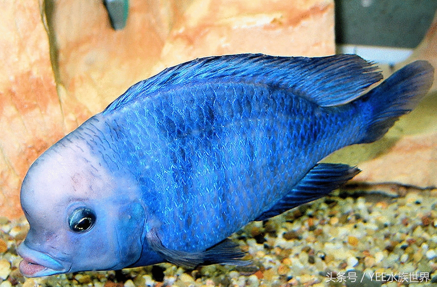 来自非洲三湖的小精灵,各有自己的小秉性