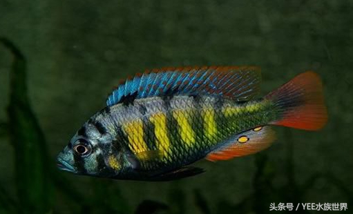 来自非洲三湖的小精灵,各有自己的小秉性