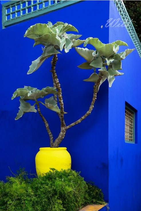 时装大师圣罗兰的秘密花园到底什么样?