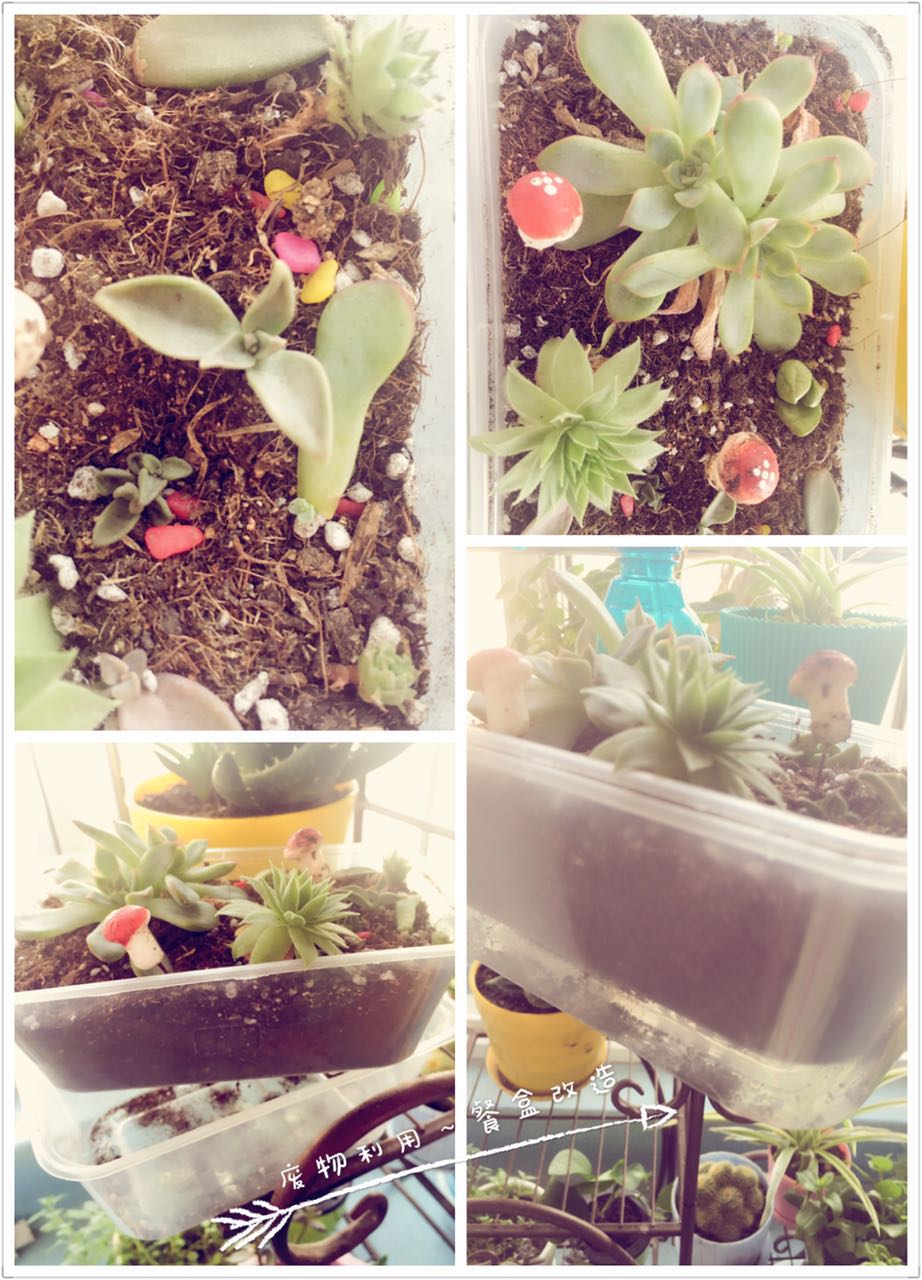 孕期适合室内养的植物,孕妇适合室内养什么绿植