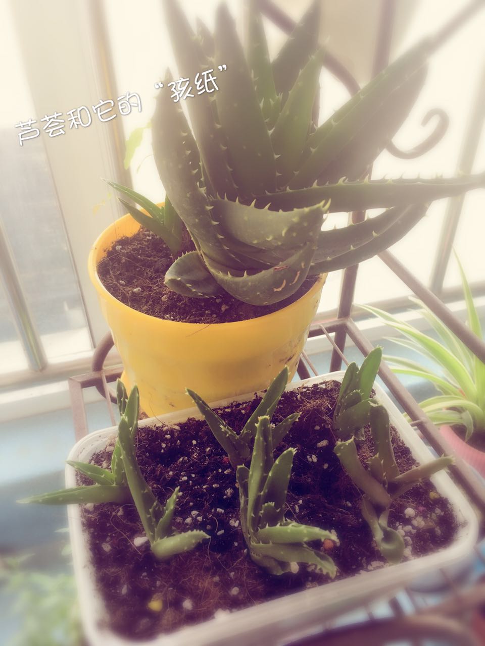 孕期适合室内养的植物,孕妇适合室内养什么绿植