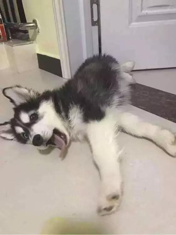 你有过“用生命在遛狗”的经历吗？别问我是怎么知道的