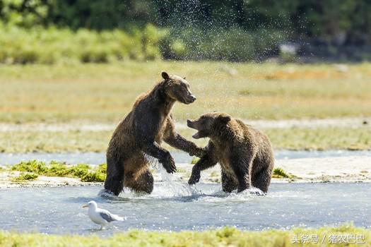 养猪人猪腹泻怎么办,养猪福利