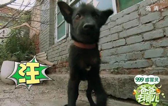 爸爸去哪儿你不知道的事,爸爸去哪儿真心话问答