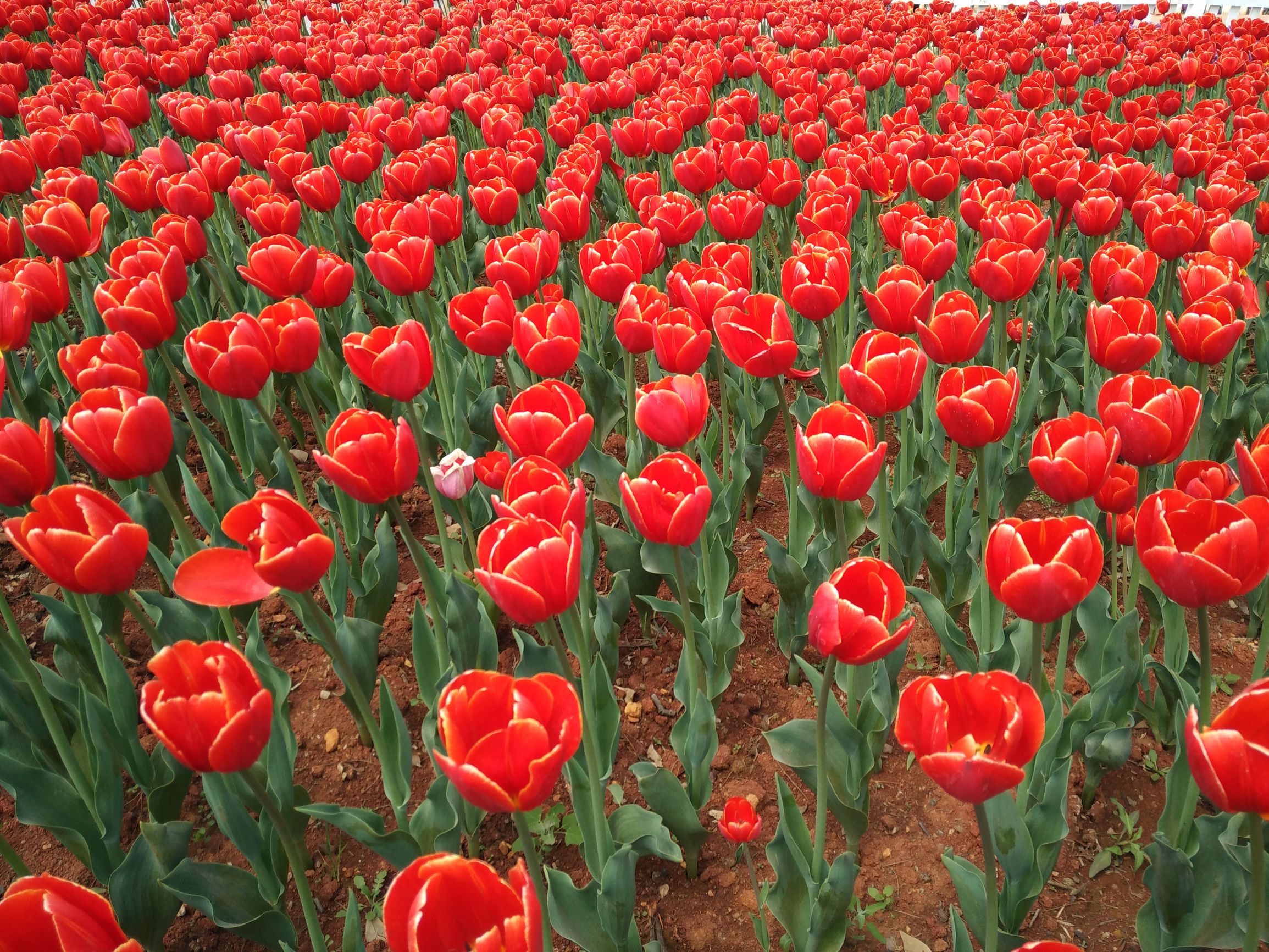 高雅的郁金香怎么画,高雅的郁金香花束