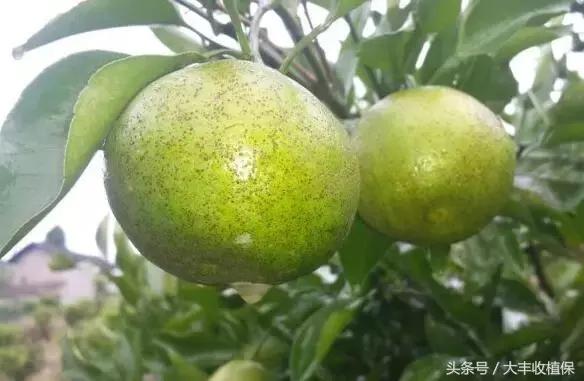 致命的小黑点！一旦染上这种病，柑橘彻底毁容，果农收入减半
