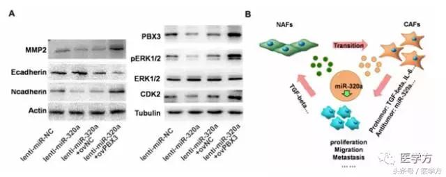 国自然标书参考文献格式,国自然标书引用参考文献的格式