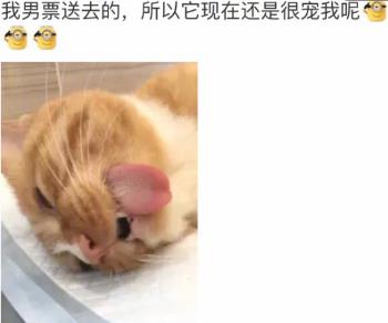 网友家猫主子绝育后的反应，以及绝育准备和护理知识