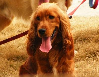 狗狗关节炎怎么快速解决,狗狗关节炎最有效方法