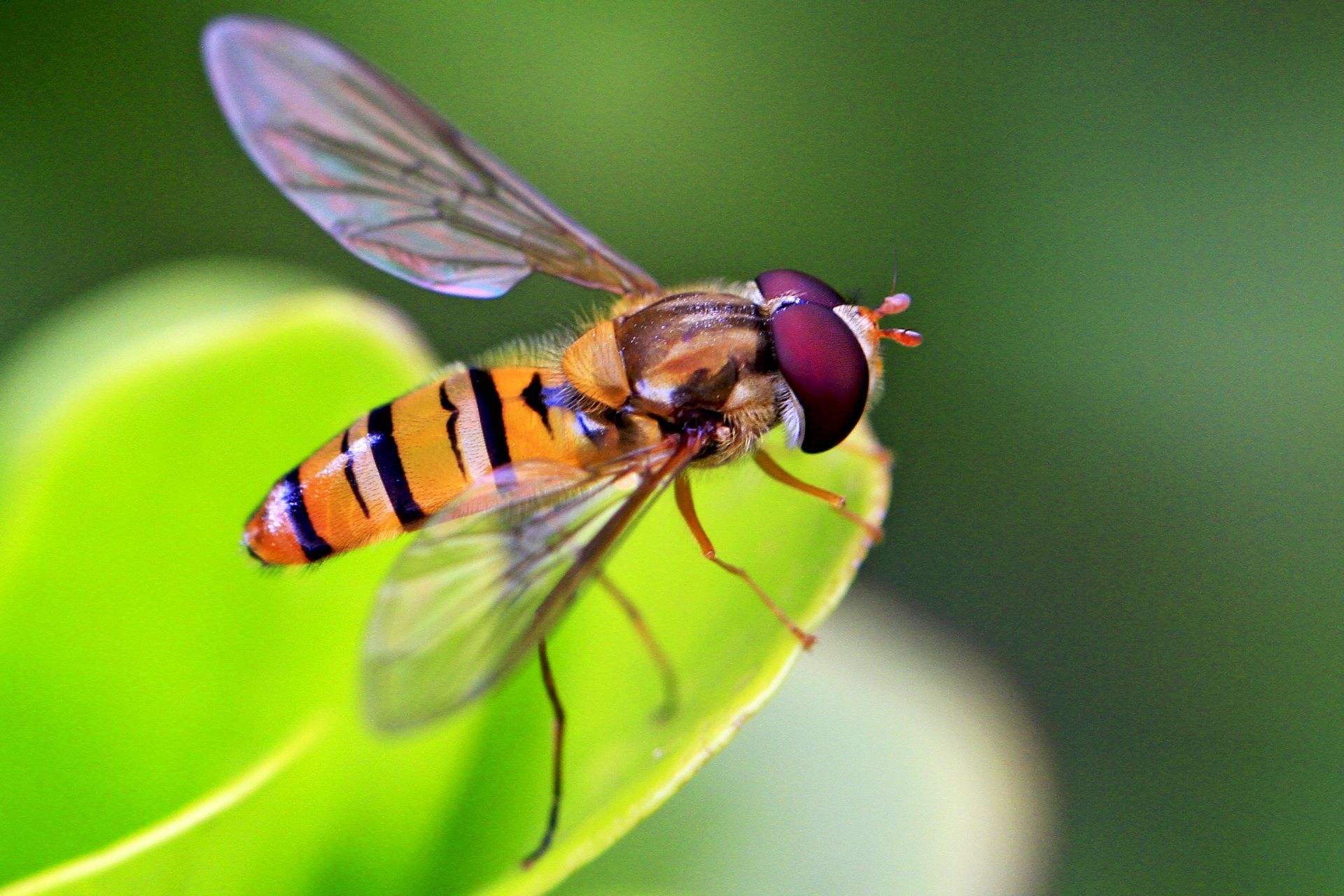 能活1000年的水熊虫,能活1000多年的水熊虫
