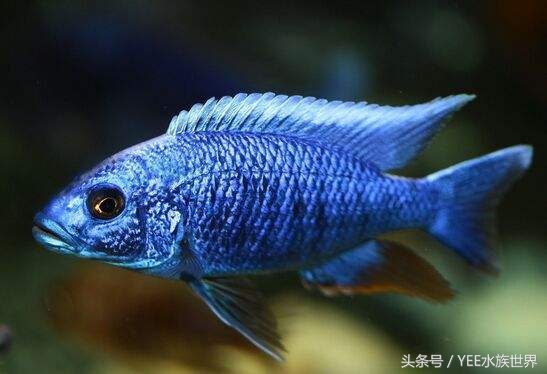 来自非洲三湖的小精灵,各有自己的小秉性