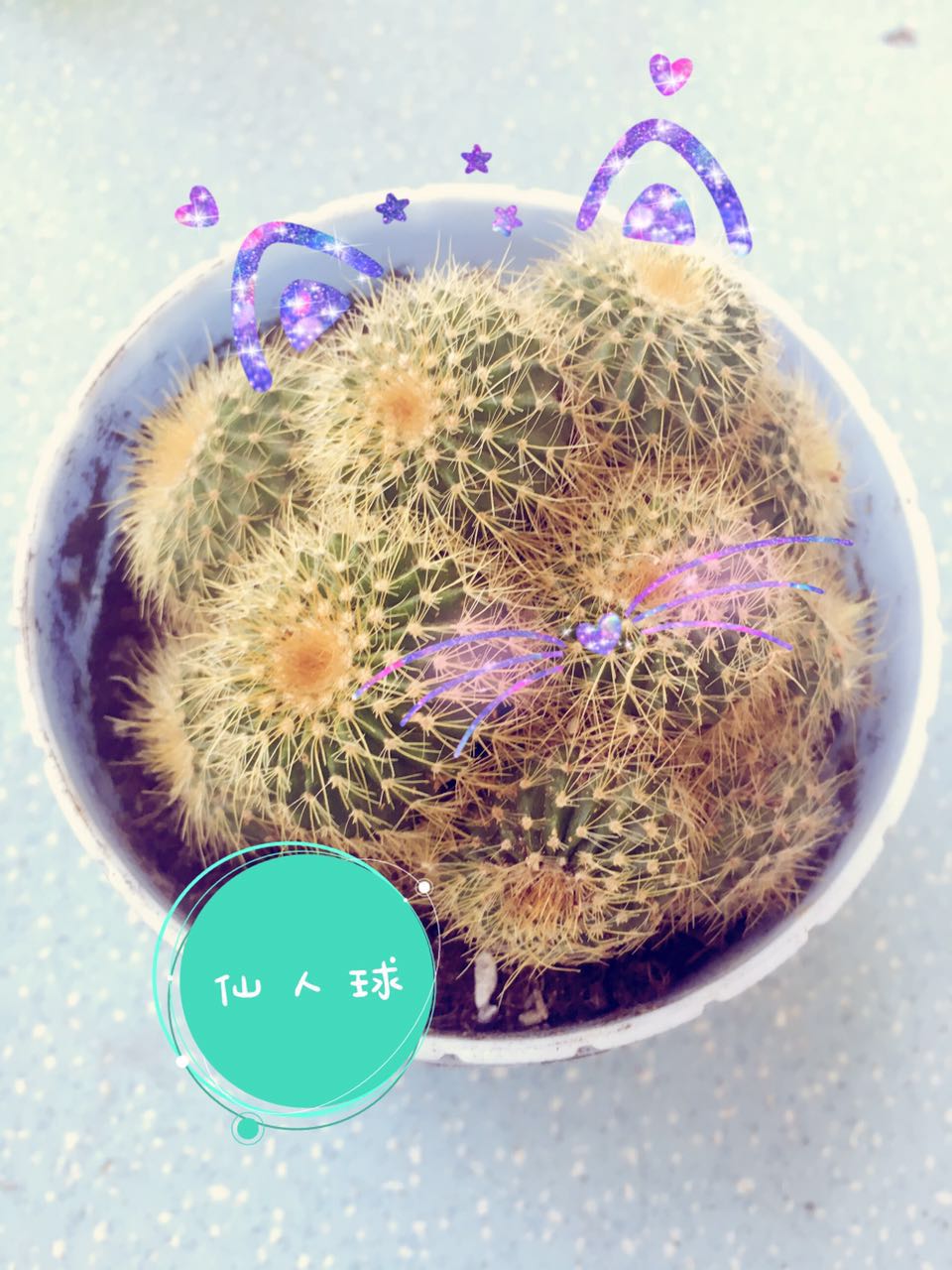 孕期适合室内养的植物,孕妇适合室内养什么绿植