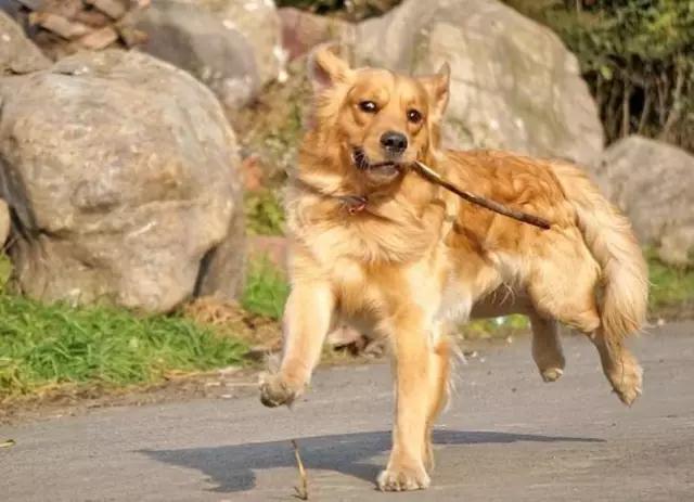 你有过“用生命在遛狗”的经历吗？别问我是怎么知道的