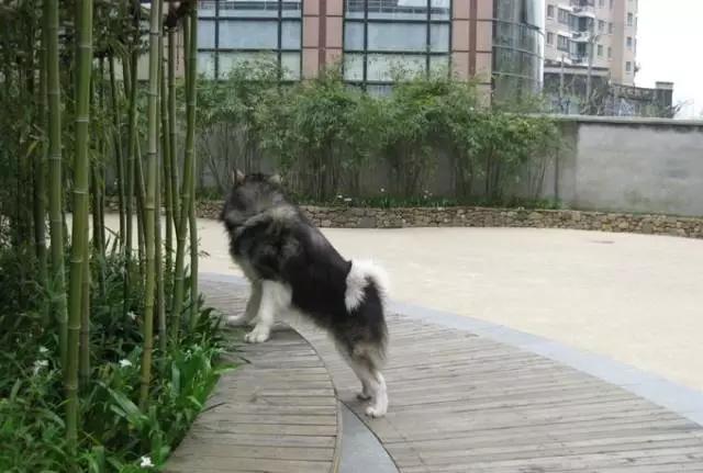 你有过“用生命在遛狗”的经历吗？别问我是怎么知道的