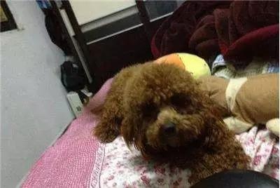 你有过“用生命在遛狗”的经历吗？别问我是怎么知道的