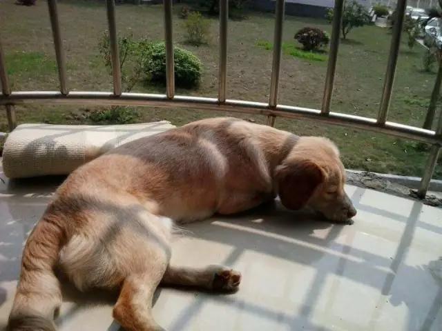 你有过“用生命在遛狗”的经历吗？别问我是怎么知道的