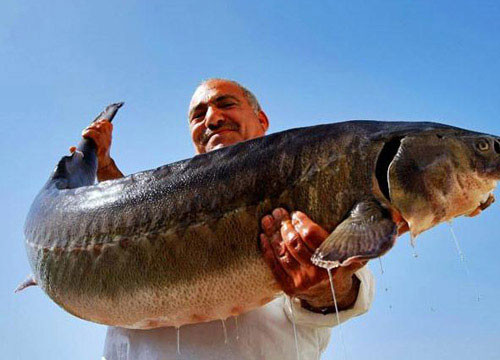俄罗斯正宗鱼子酱,俄罗斯的哪种鱼子酱最好