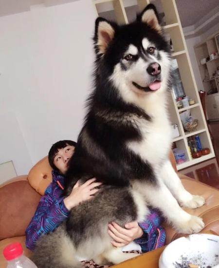 阿拉斯加犬最好的是什么品种,世界名犬阿拉斯加雪橇犬工作犬