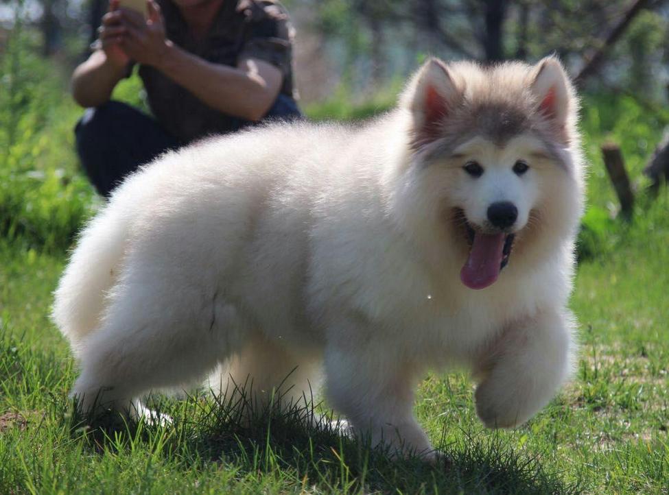 阿拉斯加犬最好的是什么品种,世界名犬阿拉斯加雪橇犬工作犬