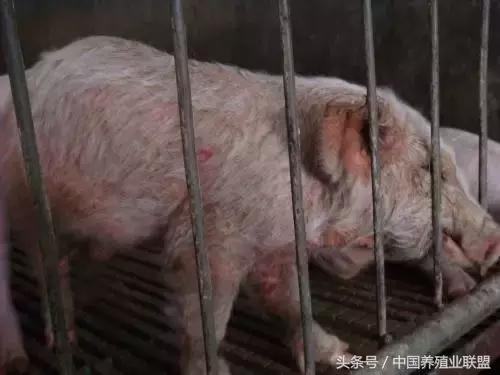 小猪身上起脓泡,小猪身上起皮是什么原因
