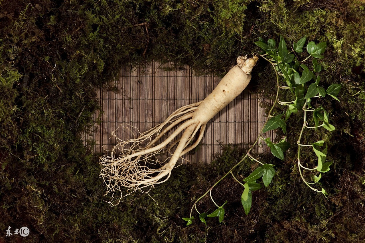 人参的真伪与好坏应该怎么辨别呢,长白山人参编号怎么辨别真伪