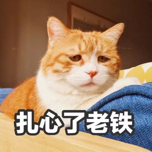 30个最常见宠物名，你家的撞车了吗？