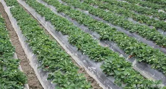 草莓的根腐病发病的温度是多少,草莓根腐病怎么治最见效