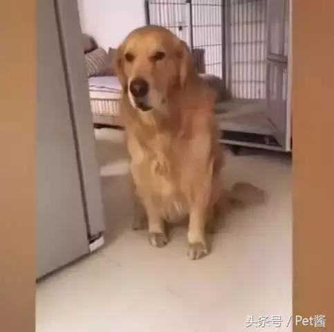 金毛到家叫了之后一直发呆,金毛在家为什么一直张嘴喘气